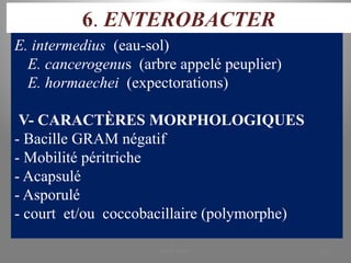 6. ENTEROBACTER
E. intermedius (eau-sol)
E. cancerogenus (arbre appelé peuplier)
E. hormaechei (expectorations)
V- CARACTÈRES MORPHOLOGIQUES
- Bacille GRAM négatif
- Mobilité péritriche
- Acapsulé
- Asporulé
- court et/ou coccobacillaire (polymorphe)
KOUA Amian 153
 
