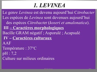 1. LEVINEA
Le genre Levinea est devenu aujourd’hui Citrobacter
Les espèces de Levinea sont devenues aujourd’hui
des espèces Citrobacter (koseri et amalonatica).
III – Caractères morphologiques
Bacille GRAM négatif ; Asporulé ; Acapsulé
IV – Caractères culturaux
AAF
Température : 37°C
pH : 7,2
Culture sur milieux ordinaires
KOUA Amian 202
 