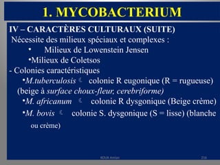 1. MYCOBACTERIUM
IV – CARACTÈRES CULTURAUX (SUITE)
Nécessite des milieux spéciaux et complexes :
• Milieux de Lowenstein Jensen
•Milieux de Coletsos
- Colonies caractéristiques
•M.tuberculosis colonie R eugonique (R = rugueuse)
(beige à surface choux-fleur, cerebriforme)
•M. africanum  colonie R dysgonique (Beige crème)
•M. bovis  colonie S. dysgonique (S = lisse) (blanche
ou crème)
KOUA Amian 216
 