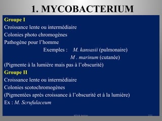 1. MYCOBACTERIUM
Groupe I
Croissance lente ou intermédiaire
Colonies photo chromogènes
Pathogène pour l’homme
Exemples : M. kansasii (pulmonaire)
M . marinum (cutanée)
(Pigmente à la lumière mais pas à l’obscurité)
Groupe II
Croissance lente ou intermédiaire
Colonies scotochromogènes
(Pigmentées après croissance à l’obscurité et à la lumière)
Ex : M. Scrufulaceum
KOUA Amian 222
 