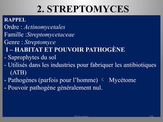 2. STREPTOMYCES
RAPPEL
Ordre : Actinomycetales
Famille :Streptomycetaceae
Genre : Streptomyce
I – HABITAT ET POUVOIR PATHOGÈNE
- Saprophytes du sol
- Utilisés dans les industries pour fabriquer les antibiotiques
(ATB)
- Pathogènes (parfois pour l’homme)  Mycétome
- Pouvoir pathogène généralement nul.
KOUA Amian 228
 