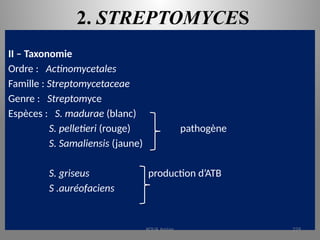 2. STREPTOMYCES
II – Taxonomie
Ordre : Actinomycetales
Famille : Streptomycetaceae
Genre : Streptomyce
Espèces : S. madurae (blanc)
S. pelletieri (rouge) pathogène
S. Samaliensis (jaune)
S. griseus production d’ATB
S .auréofaciens
KOUA Amian 229
 