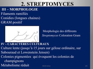 2. STREPTOMYCES
III – MORPHOLOGIE
Filaments ramifiés
Conidies (longues chaines)
GRAM positif
Morphologie des différents
Streptomyces Coloration Gram
IV – CARACTÈRES CULTURAUX
Culture lente (jusqu’à 15 jours sur gélose ordinaire, sur
Sabouraud et Lowenstein Jensen)
Colonies pigmentées qui évoquent les colonies de
champignons
Métabolisme réduit KOUA Amian 230
 