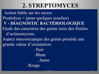 2. STREPTOMYCES
Action faible sur les sucres
Protéolyse + (pour quelques souches)
V - DIAGNOSTIC BACTÉRIOLOGIQUE
Etude des caractères des grains issus des fistules
d’actinomycose.
Aspect macroscopique des grains possède une
grande valeur d’orientation:
. Noir
. Blanc
. Jaune
. Rouge
KOUA Amian 231
 