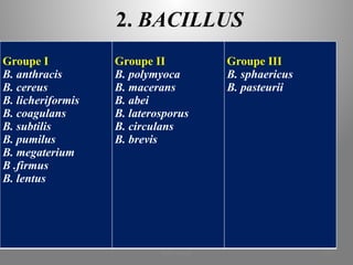 2. BACILLUS
Groupe I
B. anthracis
B. cereus
B. licheriformis
B. coagulans
B. subtilis
B. pumilus
B. megaterium
B .firmus
B. lentus
Groupe II
B. polymyoca
B. macerans
B. abei
B. laterosporus
B. circulans
B. brevis
Groupe III
B. sphaericus
B. pasteurii
KOUA Amian 242
 