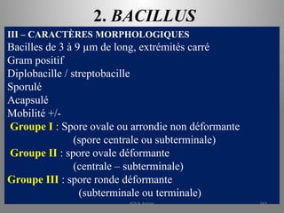2. BACILLUS
III – CARACTÈRES MORPHOLOGIQUES
Bacilles de 3 à 9 µm de long, extrémités carré
Gram positif
Diplobacille / streptobacille
Sporulé
Acapsulé
Mobilité +/-
Groupe I : Spore ovale ou arrondie non déformante
(spore centrale ou subterminale)
Groupe II : spore ovale déformante
(centrale – subterminale)
Groupe III : spore ronde déformante
(subterminale ou terminale)
KOUA Amian 243
 