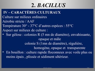 2. BACILLUS
IV – CARACTÈRES CULTURAUX
Culture sur milieux ordinaires
Aérobie stricte / AAF
Température 30° - 37°C d’autres espèces : 55°C
Aspect sur milieux de culture :
• Sur gélose : colonies R (5 mn de diamètre), envahissante,
opaque et mâle
colonie S (1mn de diamètre), régulière,
homogène, opaque et transparente
• En bouillon : culture rapide floconneux avec voile plus ou
moins épais , plissée et sédiment ultérieur.
KOUA Amian 244
 