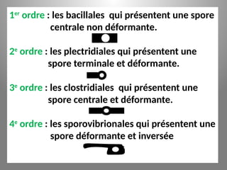 1er
ordre : les bacillales qui présentent une spore
centrale non déformante.
2e
ordre : les plectridiales qui présentent une
spore terminale et déformante.
3e
ordre : les clostridiales qui présentent une
spore centrale et déformante.
4e
ordre : les sporovibrionales qui présentent une
spore déformante et inversée
 