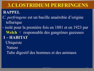 3.CLOSTRIDIUM PERFRINGENS
RAPPEL
C. perfringens est un bacille anaérobie d’origine
tellurique
- isolé pour la première fois en 1881 et en 1923 par
Welch  responsable des gangrènes gazeuses
I – HABITAT
Ubiquiste
Nature
Tube digestif des hommes et des animaux
KOUA Amian 271
 