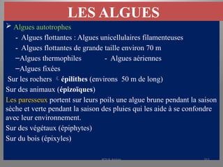 LES ALGUES
 Algues autotrophes
- Algues flottantes : Algues unicellulaires filamenteuses
- Algues flottantes de grande taille environ 70 m
–Algues thermophiles - Algues aériennes
–Algues fixées
Sur les rochers épilithes (environs 50 m de long)
Sur des animaux (épizoïques)
Les paresseux portent sur leurs poils une algue brune pendant la saison
sèche et verte pendant la saison des pluies qui les aide à se confondre
avec leur environnement.
Sur des végétaux (épiphytes)
Sur du bois (épixyles)
KOUA Amian 311
 