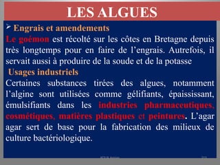 LES ALGUES
 Engrais et amendements
Le goémon est récolté sur les côtes en Bretagne depuis
très longtemps pour en faire de l’engrais. Autrefois, il
servait aussi à produire de la soude et de la potasse
Usages industriels
Certaines substances tirées des algues, notamment
l’algine sont utilisées comme gélifiants, épaississant,
émulsifiants dans les industries pharmaceutiques,
cosmétiques, matières plastiques et peintures. L’agar
agar sert de base pour la fabrication des milieux de
culture bactériologique.
KOUA Amian 315
 