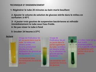 LICENCE 3 KOUA Amian/SILUE
TECHNIQUE D’ ENSEMENCEMENT
1- Régénérer le tube 20 minutes au bain marie bouillant
2- Ajouter le volume de solution de glucose stérile dans le milieu en
surfusion: à 45°C
3- A jouter trois gouttes de suspension bactérienne et refroidir
immédiatement le tube sous l’eau froide.
4- Ne pas visser le tube à fond
5- Incuber 24 heures à 37°C
lecture
Virage de l’indicateur de
pH au jaune dans tout le
tube. Le milieu est
devenu acide.
Il y a eu production
d’acides lors de
l’utilisation du glucose par
les bactéries en présence
et en absence d’O2.
Les bactéries sont
fermentatives vis-à-vis du
glucose.
Virage de
l’indicateur de pH
au jaune dans la
partie supérieure
du tube. Le milieu
est devenu acide.
Il y a utilisation du
glucose par les
bactéries en
présence d’ O2.
Les bactéries sont
oxydatives vis-à-vis
du glucose.
Le milieu reste tel qu’
était avant
ensemencement.
Il n’y a pas de culture
Les bactéries sont
inertes vis-à-vis du
glucose
 