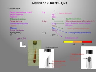 LICENCE 3 KOUA Amian/SILUE
MILIEU DE KLIGLER HAJNA
Extrait de viande de boeuf 3 g
Extrait de levure 3 g
Peptone 20 g
Chlorure de sodium 5 g
Citrate ferrique 0,3 g
Thiosulfate de sodium 0,3 g
Lactose 10 g
Glucose 1 g
Rouge de phénol 0,05 g
Agar (gélose) 12 g
ED qsp 1 L
Source de C et N
COMPOSITION
Equilibre osmotique
Mise en évidence de la formation H1 S
Source de soufre, témoin d’oxydo-
rédcution
Source glucidique majoritaire
Source glucidique minoritaire
Indicateur de pH
6,5 8,2
pH = 7,4
Ensemencement
2) Piqûre centrale
dans le culot
Fil droit ou pipette
boutonnée
1) Stries serrées sur
la pente
Öse ou pipette
boutonnée
 