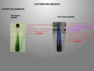 LICENCE 3 KOUA Amian/SILUE
LECTURE DES MILIEUX
CITRATE DE SIMMONS
1ère lecture
possible
Le milieu ne présente aucune
culture.
Les bactéries n’utilisent pas le
citrate comme source de
carbone : CITRATE -
2nde lecture possible
Le milieu présente une
culture, l’indicateur de pH a
viré au bleu  le milieu est
devenu basique.
Les bactéries ont utilisé le
citrate comme source de
carbone en produisant des
composés alcalinisant le
milieu: CITRATE +
 