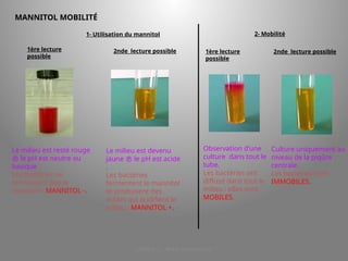 LICENCE 3 KOUA Amian/SILUE
MANNITOL MOBILITÉ
1ère lecture
possible
Le milieu est resté rouge
 le pH est neutre ou
basique
Les bactéries ne
fermentent pas le
mannitol : MANNITOL -.
2nde lecture possible
1- Utilisation du mannitol
Le milieu est devenu
jaune  le pH est acide
.
Les bactéries
fermentent le mannitol
et produisent des
acides qui acidifient le
milieu : MANNITOL +.
2- Mobilité
1ère lecture
possible
Observation d’une
culture dans tout le
tube.
Les bactéries ont
diffusé dans tout le
milieu : elles sont
MOBILES.
Culture uniquement au
niveau de la piqûre
centrale.
Les bactéries sont
IMMOBILES.
2nde lecture possible
 