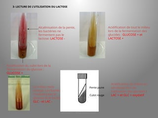 LICENCE 3 KOUA Amian/SILUE
3- LECTURE DE L’UTILISATION DU LACTOSE
Alcalinisation de la pente,
les bactéries ne
fermentent pas le
lactose: LACTOSE -
Acidification du culot lors de la
fermentation du glucose :
GLUCOSE +
Acidification de tout le milieu
lors de la fermentation des
glucides : GLUCOSE + et
LACTOSE +
Le milieu reste
orangé. Les bactéries
n’utilisent pas le
glucose et le lactose.
GLC - et LAC -
Pente jaune
Culot rouge
Acidification du milieu en
aérobiose lors de
l’utilisation des glucides :
LAC + et GLC + oxydatif
 