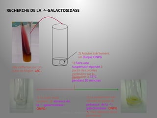 LICENCE 3 KOUA Amian/SILUE
RECHERCHE DE LA -GALACTOSIDASE
Elle s’effectue sur un
tube de Kligler LAC -
1) Faire une
suspension épaisse à
partir de colonies
prélevées sur la
pente
2) Ajouter stérilement
un disque ONPG
3) Incuber à 37°C
pendant 30 minutes
1) Le tube reste
incolore.  absence de
la -galactosidase :
ONPG -
2) La suspension est
colorée en jaune 
présence de la -
galactosidase : ONPG
+, mais absence de la
perméase.
 