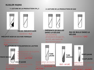 LICENCE 3 KOUA Amian/SILUE
KLIGLER HAJNA
1- LECTURE DE LA PRODUCTION D’H2 S
PRÉCIPITÉ NOIR DE SULFURE FERRIQUE
Production d’H2S
par les bactéries !
H2S+
PAS DE PRÉCIPITÉ NOIR
bactéries ! H2S-
2- LECTURE DE LA PRODUCTION DE GAZ
PRÉSENCE DE BULLES
DANS LA GÉLOSE
Les bactéries
produisent du gaz (H2
ou CO2 a)u cours de
leur fermentation :
GAZ +
PAS DE BULLE DANS LA
GÉLOSE
bactéries ! GAZ -
3- LECTURE DE L’UTILISATION DU LACTOSE
PENTE ROUGE
CULOT JAUNE
Alcalinisation de la pente,
les bactéries ne
fermentent pas le
lactose: LACTOSE -
Acidification du culot lors de la
fermentation du glucose :
GLUCOSE +
TUBE
JAUNE
Acidification de tout le milieu
lors de la fermentation des
glucides : GLUCOSE + et
LACTOSE +
TUBE
ORANGE
GLC - et LAC
-
PENTE JAUNE
Acidification du milieu en
aérobiose lors de
l’utilisation des glucides :
LAC + et GLC + oxydatif
CULOT JAUNE
 
