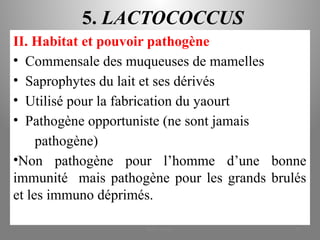 5. LACTOCOCCUS
II. Habitat et pouvoir pathogène
• Commensale des muqueuses de mamelles
• Saprophytes du lait et ses dérivés
• Utilisé pour la fabrication du yaourt
• Pathogène opportuniste (ne sont jamais
pathogène)
•Non pathogène pour l’homme d’une bonne
immunité mais pathogène pour les grands brulés
et les immuno déprimés.
KOUA Amian 39
 