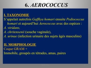 6. AEROCOCCUS
I. TAXONOMIE
S’appelait autrefois Gaffkya homari ensuite Pediococcus
homari et aujourd’hui Aerococcus avec des espèces :
A. viridans,
A. chritensenii (souche vaginale),
A. urinae (infection urinaire des sujets âgés masculins)
II. MORPHOLOGIE
Coque GRAM +
Immobile, groupés en tétrades, amas, paires
KOUA Amian 42
 