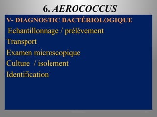 6. AEROCOCCUS
V- DIAGNOSTIC BACTÉRIOLOGIQUE
Echantillonnage / prélèvement
Transport
Examen microscopique
Culture / isolement
Identification
KOUA Amian 44
 