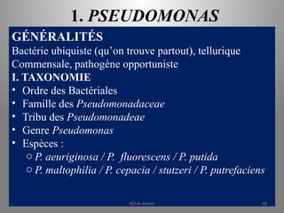 1. PSEUDOMONAS
GÉNÉRALITÉS
Bactérie ubiquiste (qu’on trouve partout), tellurique
Commensale, pathogène opportuniste
I. TAXONOMIE
• Ordre des Bactériales
• Famille des Pseudomonadaceae
• Tribu des Pseudomonadeae
• Genre Pseudomonas
• Espèces :
o P. aeuriginosa / P. fluorescens / P. putida
o P. maltophilia / P. cepacia / stutzeri / P. putrefaciens
KOUA Amian 48
 