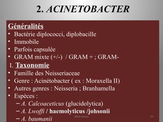2. ACINETOBACTER
Généralités
• Bactérie diplococci, diplobacille
• Immobile
• Parfois capsulée
• GRAM mixte (+/-) / GRAM + ; GRAM-
I. Taxonomie
• Famille des Neisseriaceae
• Genre : Acinétobacter ( ex : Moraxella II)
• Autres genres : Neisseria ; Branhamella
• Espèces :
– A. Calcoaceticus (glucidolytica)
– A. Lwoffi / haemolyticus /johsonii
– A. baumanii
KOUA Amian 55
 