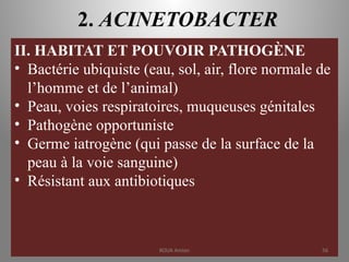 2. ACINETOBACTER
II. HABITAT ET POUVOIR PATHOGÈNE
• Bactérie ubiquiste (eau, sol, air, flore normale de
l’homme et de l’animal)
• Peau, voies respiratoires, muqueuses génitales
• Pathogène opportuniste
• Germe iatrogène (qui passe de la surface de la
peau à la voie sanguine)
• Résistant aux antibiotiques
KOUA Amian 56
 