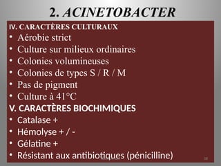 2. ACINETOBACTER
IV. CARACTÈRES CULTURAUX
• Aérobie strict
• Culture sur milieux ordinaires
• Colonies volumineuses
• Colonies de types S / R / M
• Pas de pigment
• Culture à 41°C
V. CARACTÈRES BIOCHIMIQUES
• Catalase +
• Hémolyse + / -
• Gélatine +
• Résistant aux antibiotiques (pénicilline)
KOUA Amian 58
 
