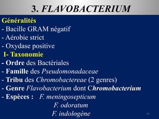3. FLAVOBACTERIUM
Généralités
- Bacille GRAM négatif
- Aérobie strict
- Oxydase positive
I- Taxonomie
- Ordre des Bactériales
- Famille des Pseudomonadaceae
- Tribu des Chromobactereae (2 genres)
- Genre Flavobacterium dont Chromobacterium
- Espèces : F. meningosepticum
F. odoratum
F. indologène
KOUA Amian 61
 