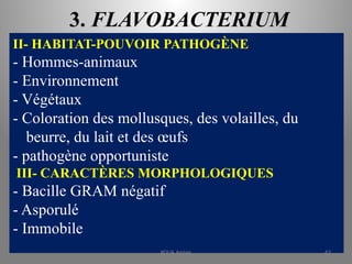 3. FLAVOBACTERIUM
II- HABITAT-POUVOIR PATHOGÈNE
- Hommes-animaux
- Environnement
- Végétaux
- Coloration des mollusques, des volailles, du
beurre, du lait et des œufs
- pathogène opportuniste
III- CARACTÈRES MORPHOLOGIQUES
- Bacille GRAM négatif
- Asporulé
- Immobile
KOUA Amian 62
 