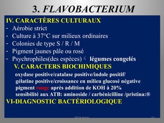 3. FLAVOBACTERIUM
IV. CARACTÈRES CULTURAUX
- Aérobie strict
- Culture à 37°C sur milieux ordinaires
- Colonies de type S / R / M
- Pigment jaunes pâle ou rosé
- Psychrophiles(des espèces) légumes congelés
V. CARACTERS BIOCHIMIQUES
oxydase positive/catalase positive/indole positif/
gélatine positive/croissance en milieu glucosé négative
pigment rouge après addition de KOH à 20%
sensibilité aux ATB: aminoside / carbénicilline /pristina:®
VI-DIAGNOSTIC BACTÉRIOLOGIQUE
KOUA Amian 63
 