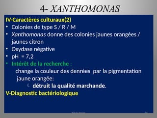 4- XANTHOMONAS
IV-Caractères culturaux(2)
• Colonies de type S / R / M
• Xanthomonas donne des colonies jaunes orangées /
jaunes citron
• Oxydase négative
• pH = 7,2
• Intérêt de la recherche :
change la couleur des denrées par la pigmentation
jaune orangée:
 détruit la qualité marchande.
V-Diagnostic bactériologique
KOUA Amian 66
 