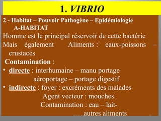 1. VIBRIO
2 - Habitat – Pouvoir Pathogène – Epidémiologie
A-HABITAT
Homme est le principal réservoir de cette bactérie
Mais également Aliments : eaux-poissons –
crustacés
Contamination :
• directe : interhumaine – manu portage
aéroportage – portage digestif
• indirecte : foyer : excréments des malades
Agent vecteur : mouches
Contamination : eau – lait-
autres aliments
KOUA Amian 70
 