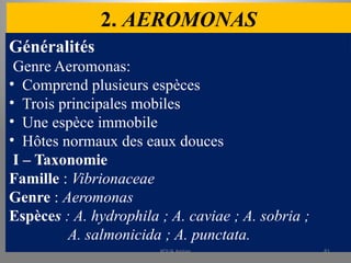 2. AEROMONAS
Généralités
Genre Aeromonas:
• Comprend plusieurs espèces
• Trois principales mobiles
• Une espèce immobile
• Hôtes normaux des eaux douces
I – Taxonomie
Famille : Vibrionaceae
Genre : Aeromonas
Espèces : A. hydrophila ; A. caviae ; A. sobria ;
A. salmonicida ; A. punctata.
KOUA Amian 81
 