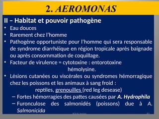 2. AEROMONAS
II – Habitat et pouvoir pathogène
• Eau douces
• Rarement chez l’homme
• Pathogène opportuniste pour l’homme qui sera responsable
de syndrome diarrhéique en région tropicale après baignade
ou après consommation de coquillage.
• Facteur de virulence = cytotoxine : entorotoxine
hémolysine.
• Lésions cutanées ou viscérales ou syndromes hémorragique
chez les poissons et les animaux à sang froid :
reptiles, grenouilles (red leg desease)
– Fortes hémorragies des pattes causées par A. Hydrophila
– Furonculose des salmonidés (poissons) due à A.
Salmonicida KOUA Amian 82
 