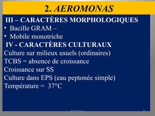 2. AEROMONAS
III – CARACTÈRES MORPHOLOGIQUES
• Bacille GRAM –
• Mobile monotriche
IV - CARACTÈRES CULTURAUX
Culture sur milieux usuels (ordinaires)
TCBS = absence de croissance
Croissance sur SS
Culture dans EPS (eau peptonée simple)
Température = 37°C
KOUA Amian 83
 