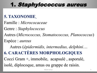 1. Staphylococcus aureus
5. TAXONOMIE
Famille : Micrococaceae
Genre : Staphylococcus
Autres (Micrococcus, Stomatococcus, Planococcus)
Espèce : aureus
Autres (épidermidis, intermedius, delphini…)
6. CARACTÈRES MORPHOLOGIQUES
Cocci Gram +, immobile, acapsulé , asporulé,
isolé, diplocoque, amas ou grappe de raisin.
KOUA Amian 9
 