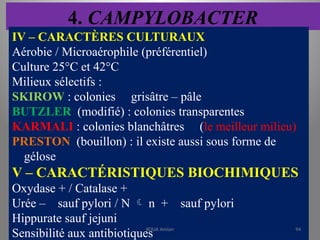 4. CAMPYLOBACTER
IV – CARACTÈRES CULTURAUX
Aérobie / Microaérophile (préférentiel)
Culture 25°C et 42°C
Milieux sélectifs :
SKIROW : colonies grisâtre – pâle
BUTZLER (modifié) : colonies transparentes
KARMALI : colonies blanchâtres (le meilleur milieu)
PRESTON (bouillon) : il existe aussi sous forme de
gélose
V – CARACTÉRISTIQUES BIOCHIMIQUES
Oxydase + / Catalase +
Urée – sauf pylori / N  n + sauf pylori
Hippurate sauf jejuni
Sensibilité aux antibiotiques
KOUA Amian 94
 