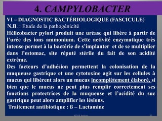 4. CAMPYLOBACTER
VI – DIAGNOSTIC BACTÉRIOLOGIQUE (FASCICULE)
N.B. : Etude de la pathogénicité
Hélicobacter pylori produit une uréase qui libère à partir de
l’urée des ions ammonium. Cette activité enzymatique très
intense permet à la bactérie de s’implanter et de se multiplier
dans l’estomac, site réputé stérile du fait de son acidité
extrême.
Des facteurs d’adhésion permettent la colonisation de la
muqueuse gastrique et une cytotoxine agit sur les cellules à
mucus qui libèrent alors un mucus incomplètement élaboré, si
bien que le mucus ne peut plus remplir correctement ses
fonctions protectrices de la muqueuse et l’acidité du suc
gastrique peut alors amplifier les lésions.
Traitement antibiotique : ß – Lactamine
KOUA Amian 95
 