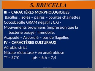 5. BRUCELLA
III – CARACTÈRES MORPHOLOGIQUES
Bacilles : isolés – paires – courtes chainettes
Coccobacille GRAM négatif : C.G -
Mouvements browniens (impression que la
bactérie bouge) immobile.
Acapsulé – Asporulé – pas de flagelles
IV – CARACTÈRES CULTURAUX
Aérobie strict
Nitrate réductase + en anaérobiose
T° = 37°C pH = 6,6 – 7,4
KOUA Amian 99
 