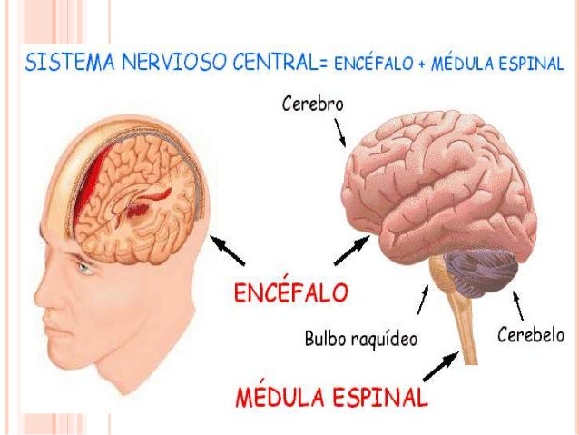 sistema nervioso central