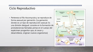 Ciclo Reproductivo
• Pertenece al filo Ascomycota y se reproduce de
forma asexual por gemación. [La gemación
(brote) es un tipo de reproducción asexual. Es
una división desigual: consiste en la formación de
protuberancias llamadas yemas en el cuerpo del
espécimen progenitor que, al crecer y
desarrollarse, originan nuevos organismos]
 