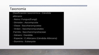 Taxonomia
 