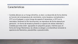 Caracteristicas
• Candida albicans es un hongo dimórfico, es decir, se desarrolla de forma distinta
en función de la temperatura de crecimiento, como levadura, normalmente a
37ºC en el huésped, y como hongo de aspecto fi-lamentoso, a 25ºC en la
naturaleza. Pertenece al filo Ascomycota y se reproduce de forma asexual por
gemación . En forma de levadura presenta un aspecto de células redondas u
ovaladas,que estas están agrupadas en pequeños grupos, mientras que, en
forma de hongo filamentoso, las células se alargan y se diversifican tomando la
apariencia de filamentos, pseudohifas o pseudomicelio.
 