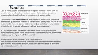 Estructura
Capa de fibrilla : La capa externa de fibrillas de la pared celular de Candida, tanto en
levaduras como en hifas está compuesta de Manán o Manoproteínas, aunque este
componente también está localizado en varios lugares de la pared celular.
Manoproteinas : Las manoproteínas son proteínas glicosiladas con restos
de manosa, que forman parte de la capa externa de la pared celular de las
levaduras(La manosa es una azúcar simple)(glicosiladas es un proceso
bioquímico en el que se adiciona un glúcido a otra molecula).
β Glucan(glucano):Los beta-glucanos son un grupo muy diverso de
moléculas que pueden variar en relación a su masa molecular, solubilidad,
viscosidad, y configuración tridimensional.
ß-Glucán-Quitina:se compone en gran medida de dos
polisacáridos(polisacáridos son carbohidratos complejos formados por un
gran número de azúcares simples, los cuales se unen entre sí mediante
los enlaces glucosídicos.)
 