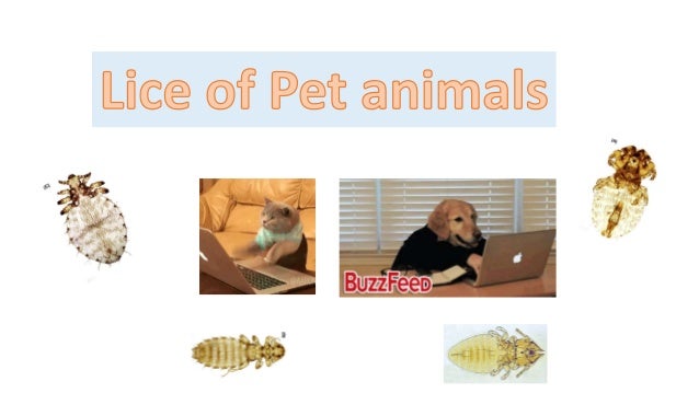 Lice Of Pet Animals