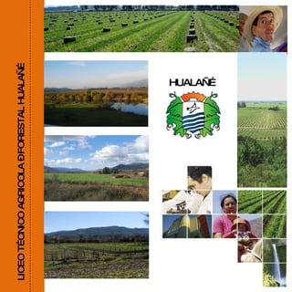 LICEO TÉCNICO AGRICOLA – FORESTAL HUALAÑÉ HUALAÑÉ   