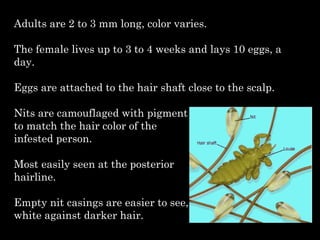 Adults are 2 to 3 mm long, color varies.
The female lives up to 3 to 4 weeks and lays 10 eggs, a
day.
Eggs are attached to the hair shaft close to the scalp.
Nits are camouflaged with pigment
to match the hair color of the
infested person.
Most easily seen at the posterior
hairline.
Empty nit casings are easier to see, appearing
white against darker hair.
 