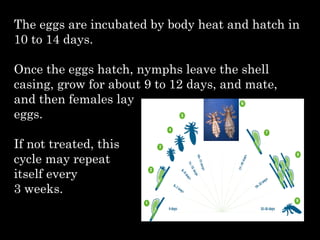The eggs are incubated by body heat and hatch in
10 to 14 days.
Once the eggs hatch, nymphs leave the shell
casing, grow for about 9 to 12 days, and mate,
and then females lay
eggs.
If not treated, this
cycle may repeat
itself every
3 weeks.
 